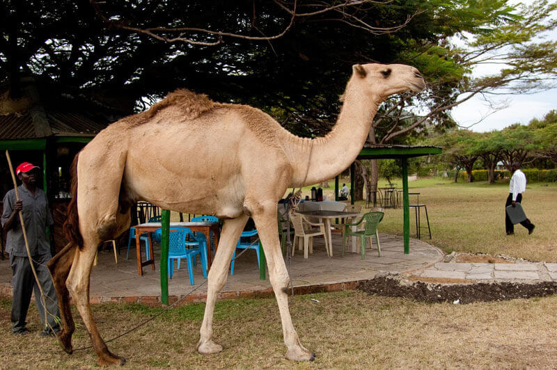 Picture of camel. Photo: PATH/Teresa Guillien