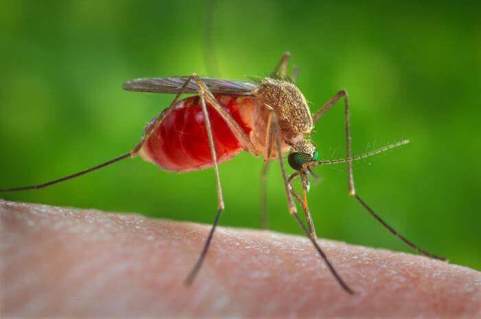 A female Culex quinquefasciatus mosquito (CDC/ James Gathany)